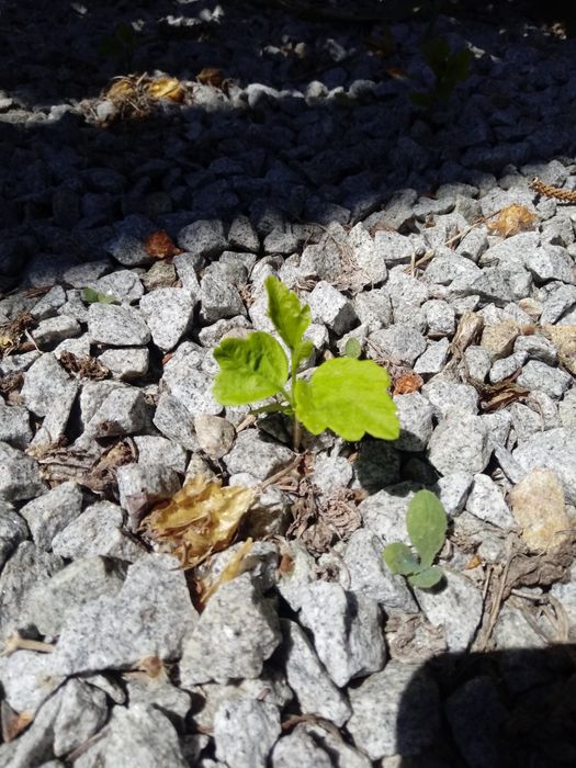 Sadzonki hibiskusa (małe)