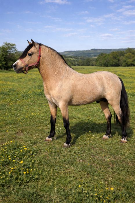 Ponei welsh cobrição