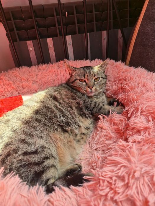 Śliczna kotka Chochelką do adopcji