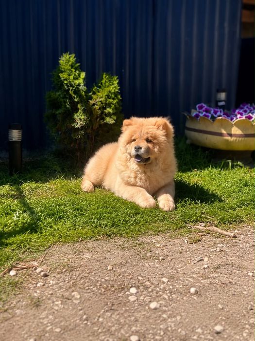 Suczka chow chow !
