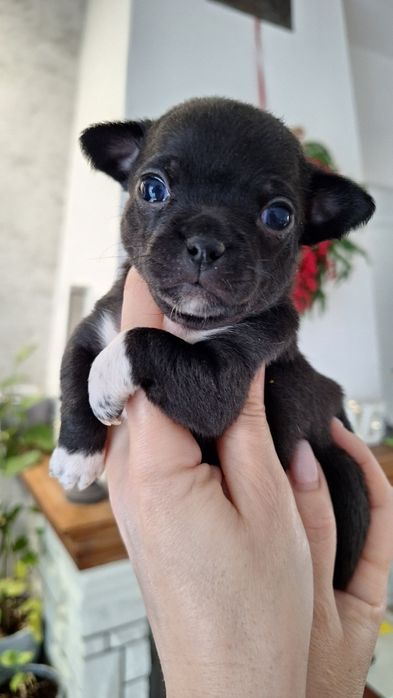 REZERWACJA !!!Czarna sunia Chihuahua