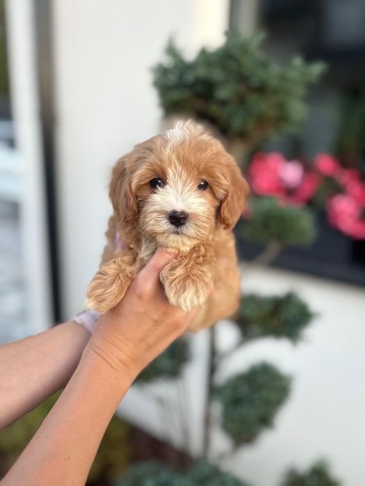 Maltipoo Suczka Art Puppies Badania