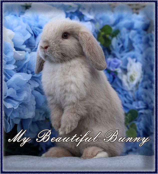 Piękny i Młody Króliczek Mini Lop - Sallander