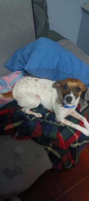 Da se cadela com cerca de ano e meio