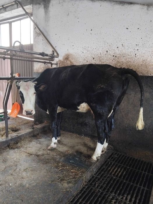 Sprzedam krowy mleczne/