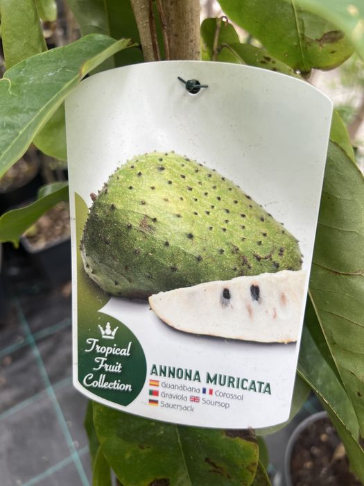 Árvores de fruta Tropical e exóticas
