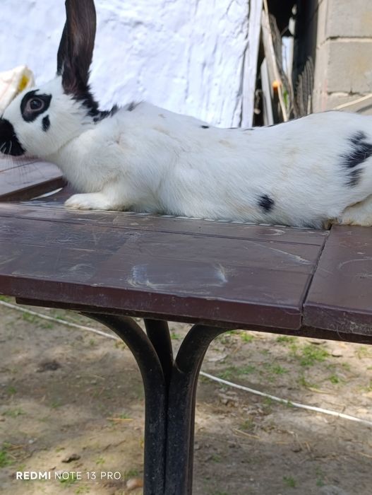 Продам кролів Термонці та Строкачі