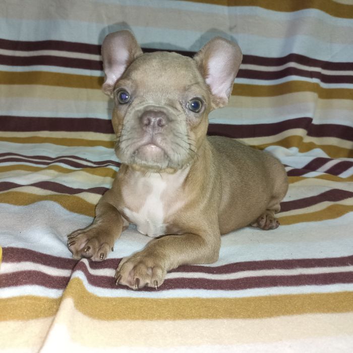 Французские милахи