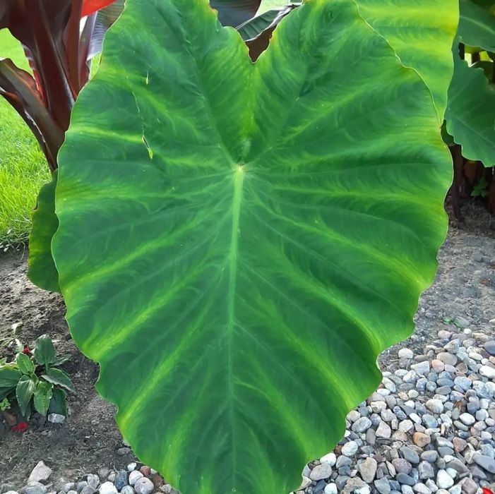 Egzotyczna Kolokazja Olbrzymia Colocasia