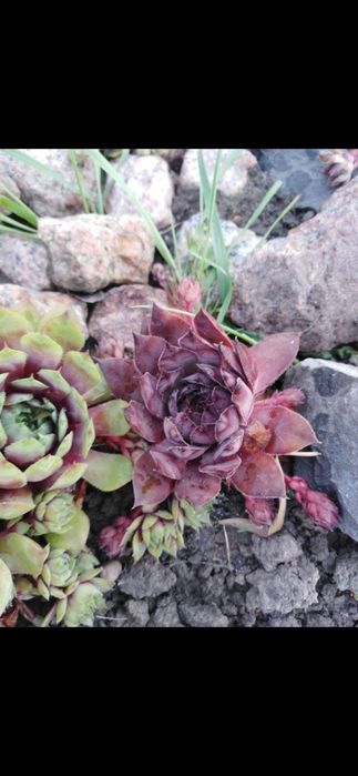 Продам кам'яні рози.