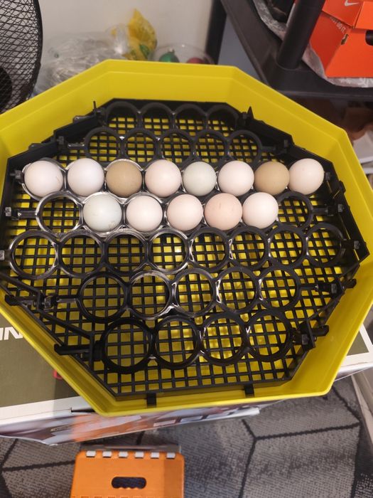 Chocadeira semi-automática