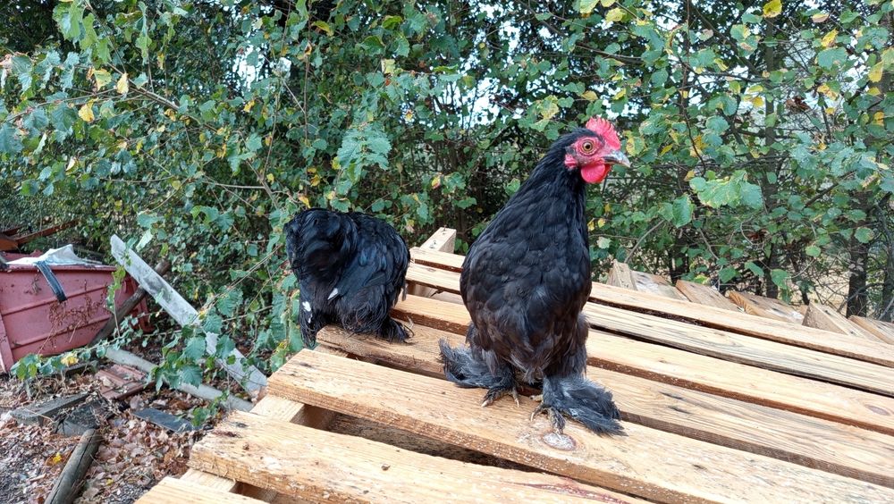 3 Galos Pekin  - 3 meses e meio
