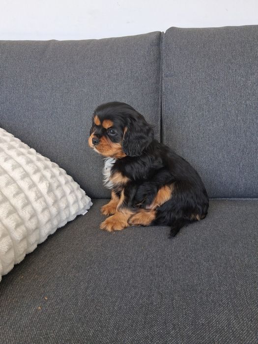 Cavalier King Charles Spaniel - pies