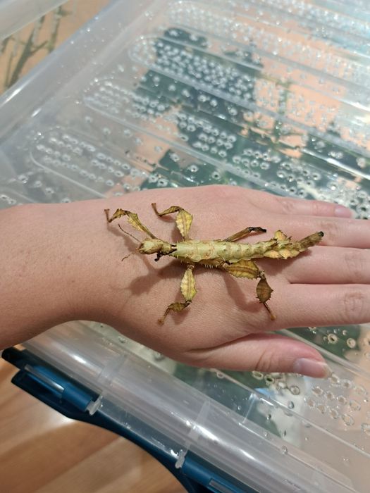 Straszyk australijski / Extatosoma tiaratum