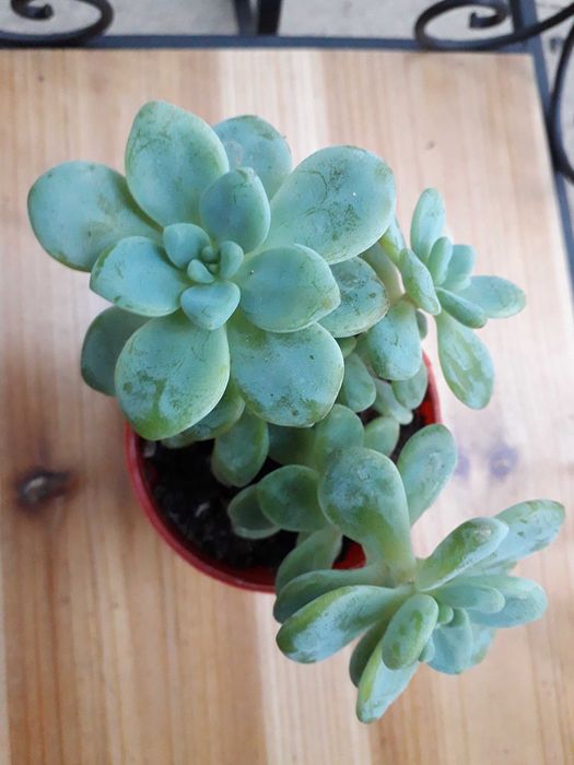 Echeveria Mandala " Rainha das Suculentas"
