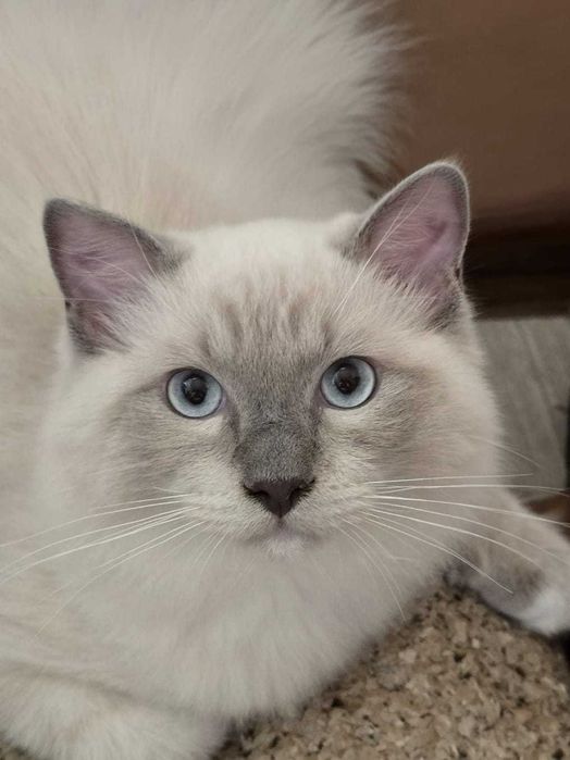Koty rasowe Ragdoll