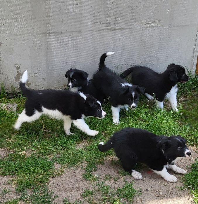 Border collie szczeniak pies