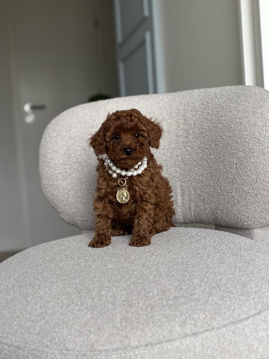 Pudel Toy suczka red brown rodzice przebadani