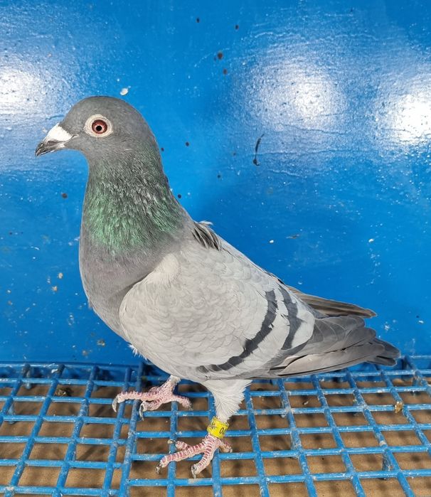 Gołąbek Lotowy Samiczka Syn Olimpijki x Vanvinkel