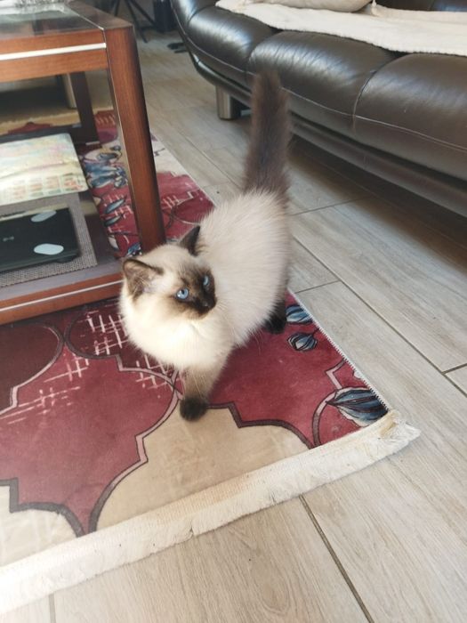 Śliczny kocurek Ragdoll FPL