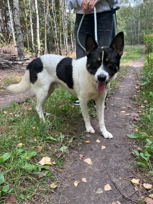Owen slodziak do adopcji