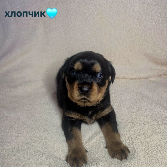 Чистокровні цуценята ротвейлера – для люблячої родини