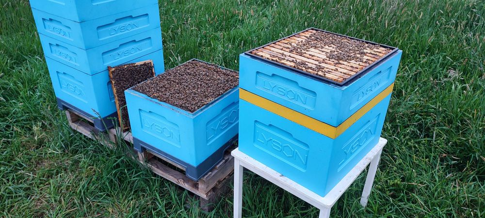 ODKŁADY Pszczele ‒ Ramka WIELKOPOLSKA ‒ Rezerwacje ‒ Pasieka PRADAWNA®