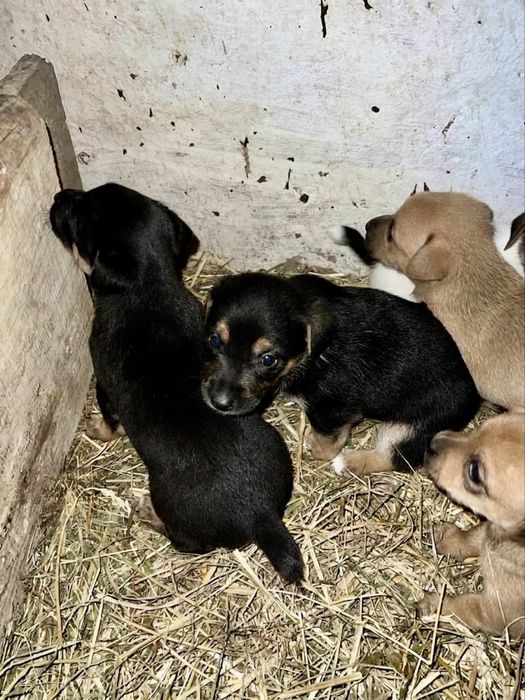 Віддам песиків в добрі руки!