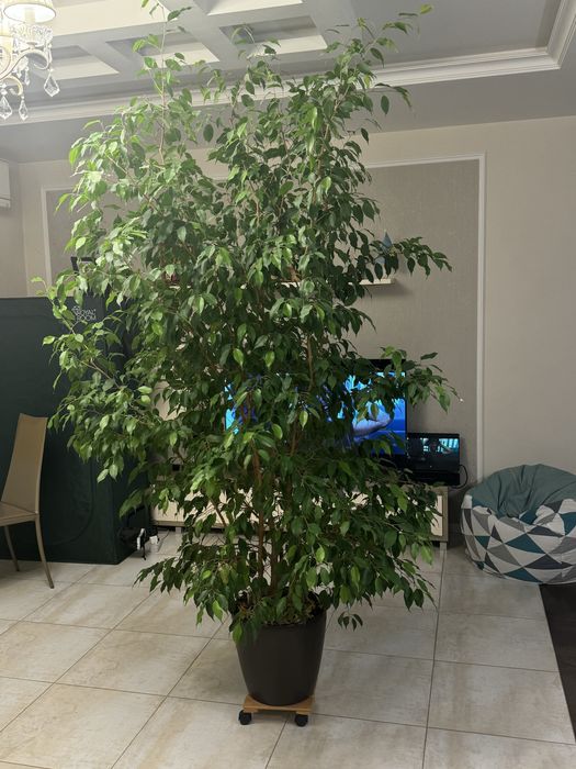 Фікус, кімнатна рослина для квартири чи офісу