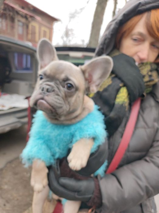 Полам мальчика французского бульдога