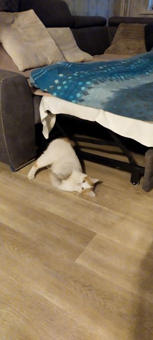 Uroczy Biały Kocurek Szuka Rodziny!