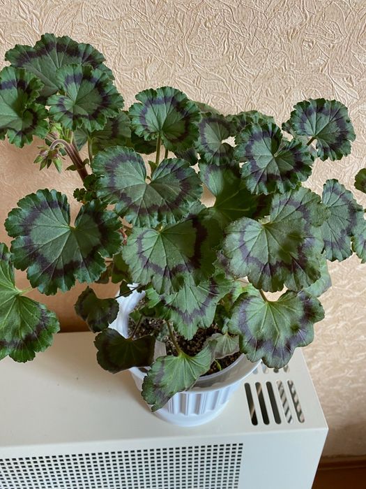 Пеларгонія Friesdorf