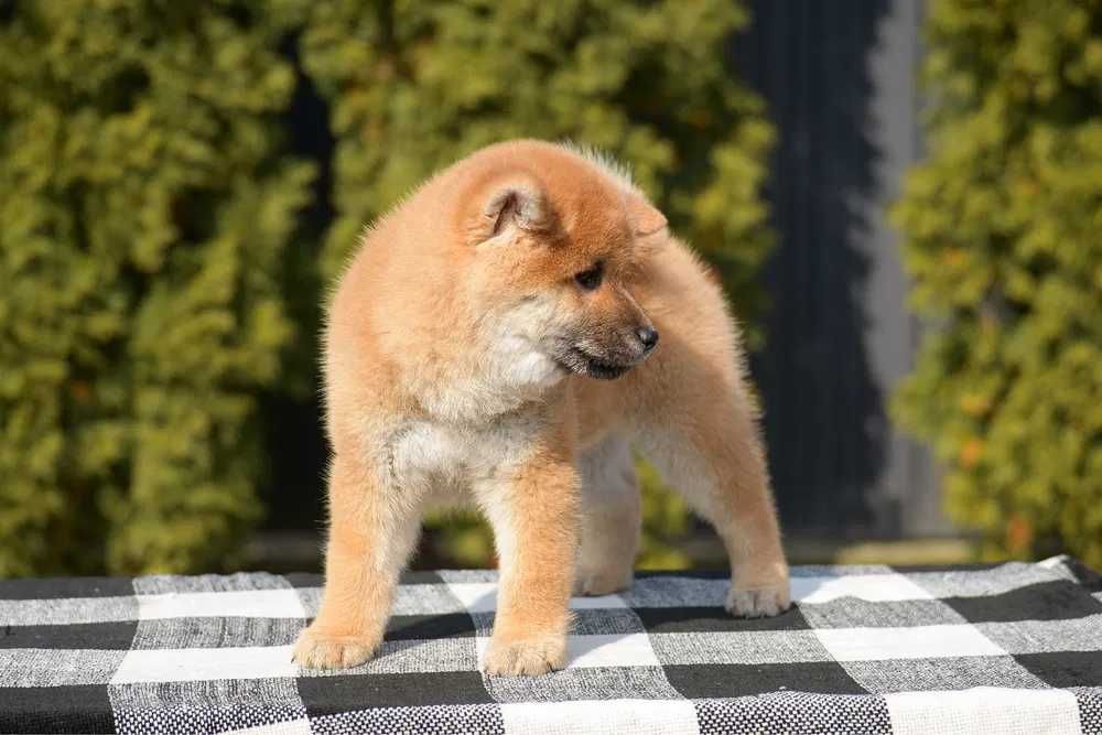 Shiba Inu disponível