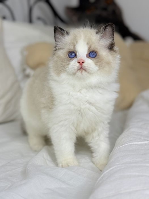 Хлопчик Рэгдолл