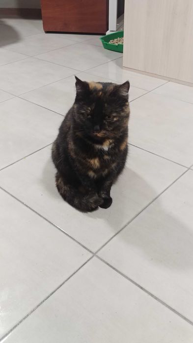 Отдам в хорошие руки  кошку