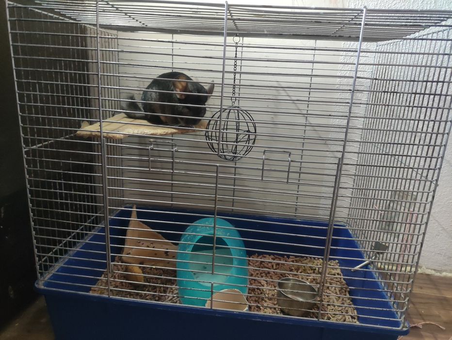 Продаётся шиншилла 1000грн