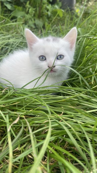 Віддаю кошенят в добрі руки