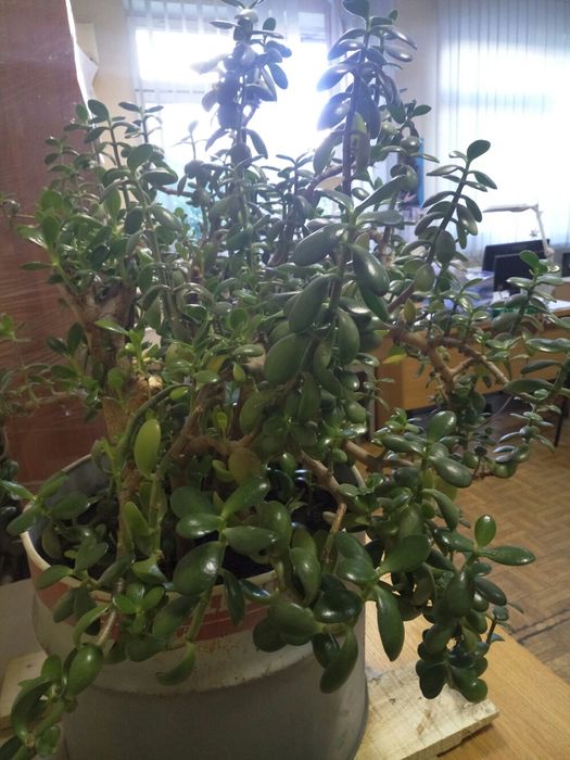 Грошове дерево (Товстянка)