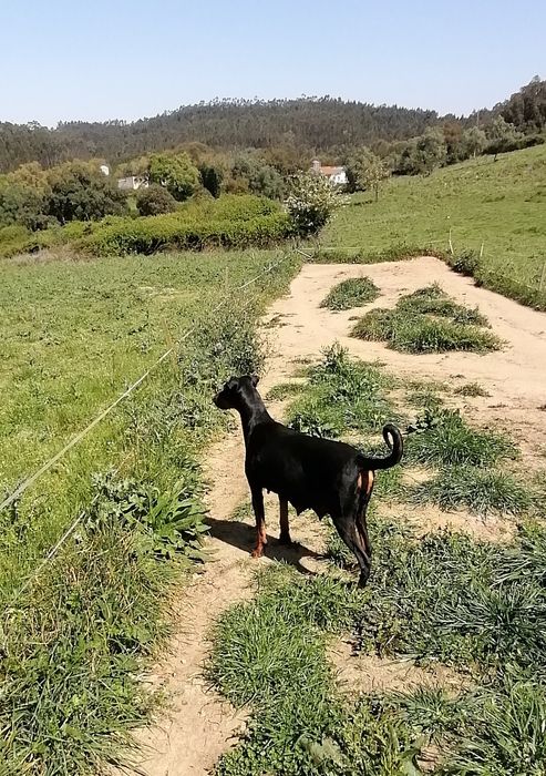 Excelente Cachorro  Doberman