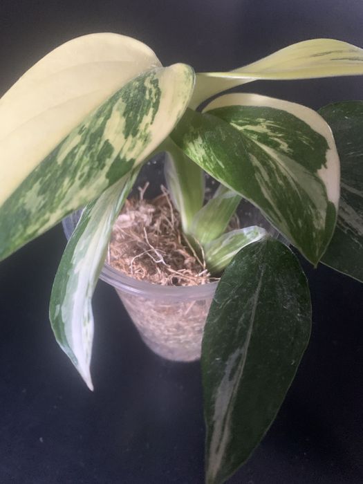 Monstera Standleyana - rosnacy -6 lisci !