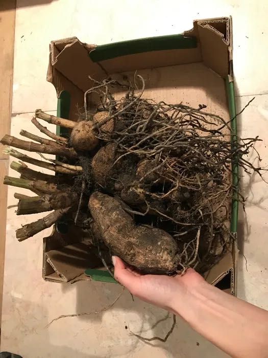 Dalie białe korzenie bulwy