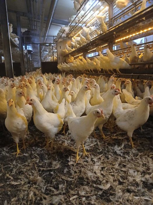 Kury nioski Rosa Messa Leghorn prosto od hodowcy. Dowóz Gratis.
