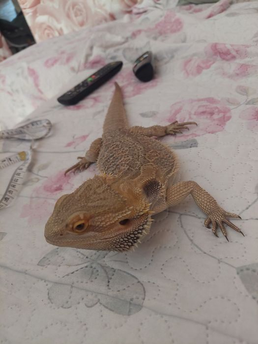 Agama brodata samiec roczny  -  terrarium
