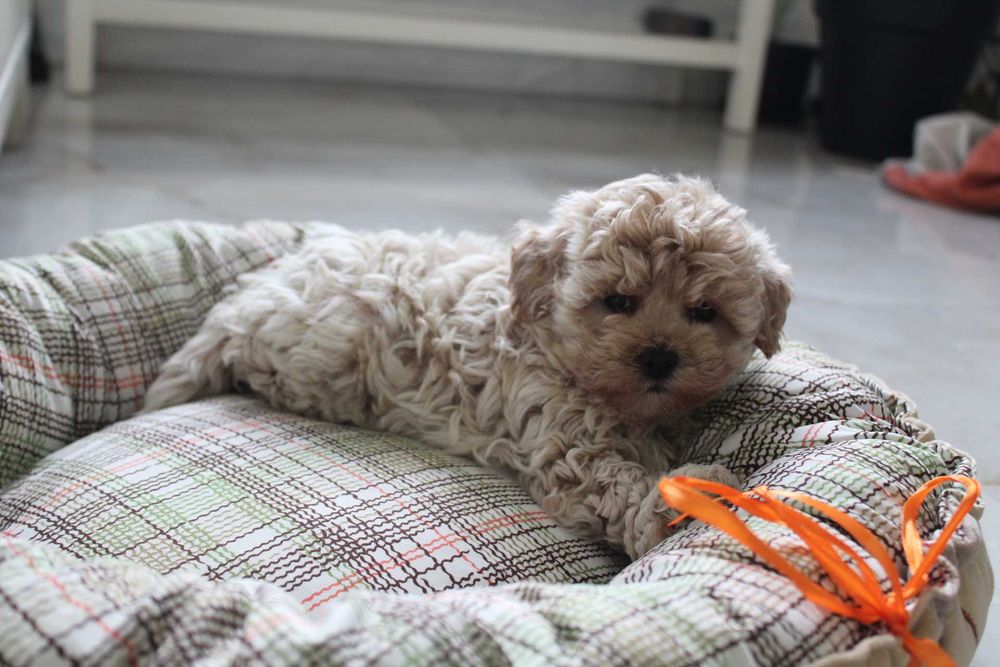 Maltipoo , Suczka Rodowodowa Latte Macchiato