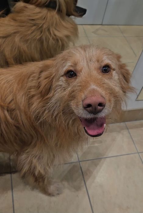 Kudłaty prosi o dom