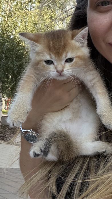 Шотландські кошенята  з документами. Золота шиншила