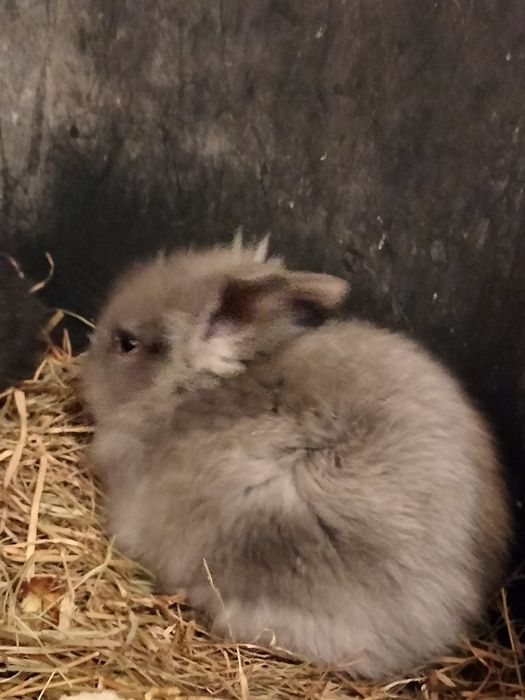 Króliczki miniaturki