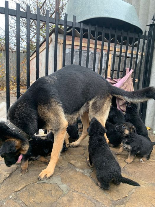 Продам цуценя німецької вівчарки