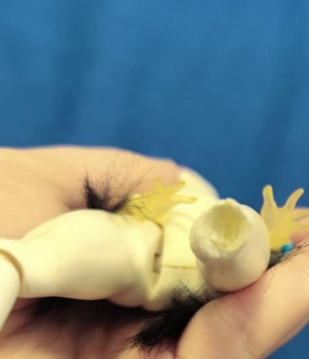 Меделін Медді евер афтер хай щоденник монстер хай Спектра нюд