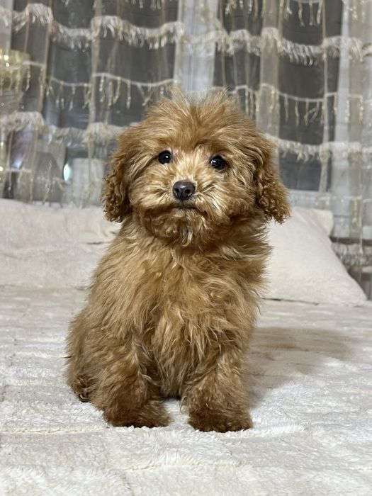 Мікро дівчинка Мальтипу Ф1